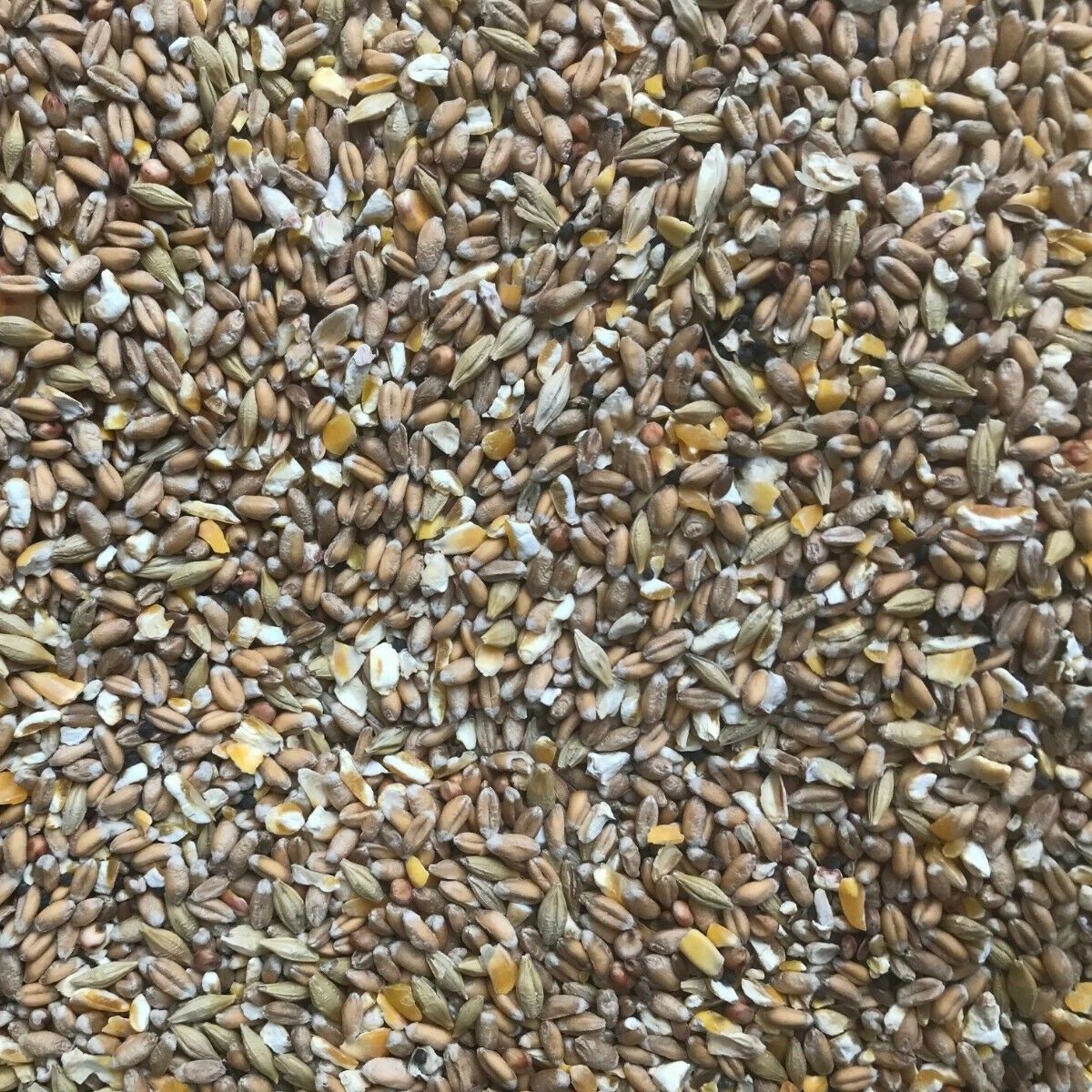 Dove Food Seed Mix willow park seeds