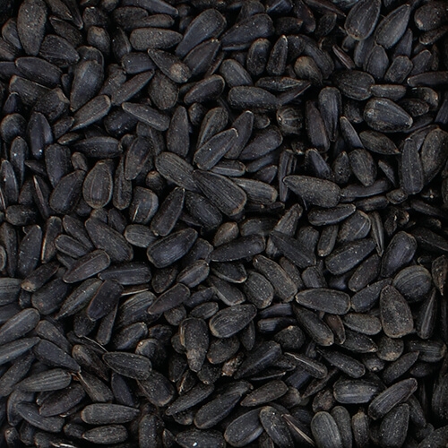 black sunflower seeds bird food wild bird
