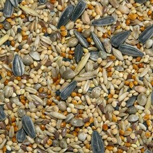 Aviary-Mix-willow park seeds