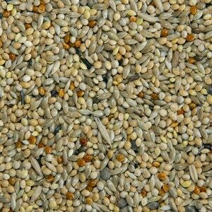 Continental-Budgie-willow park seeds