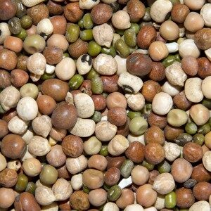 Mixed-Pulses-willow park seeds