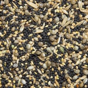 Seed-For-Soaking-willow park seeds