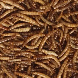 Mealworm & Insects